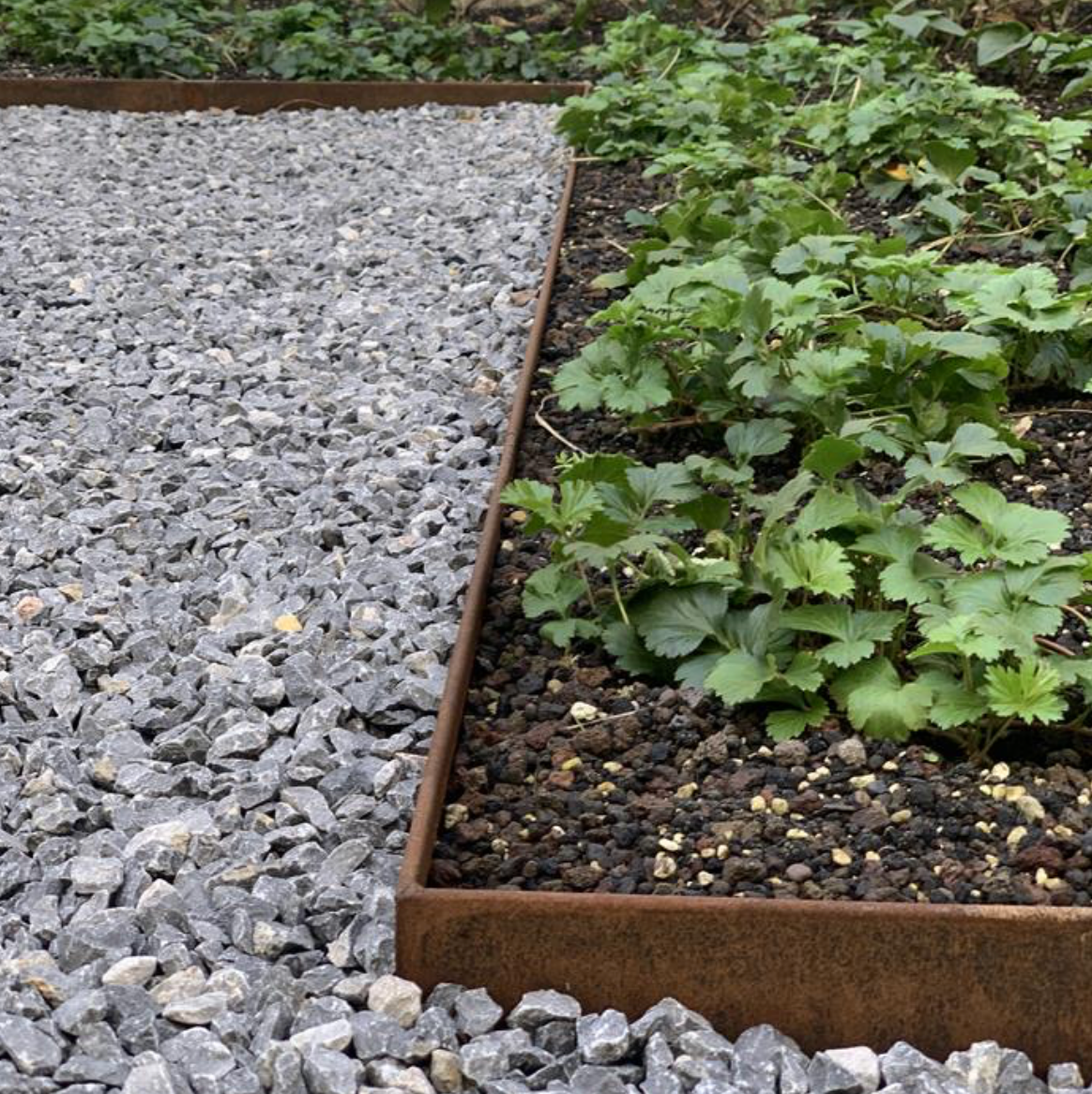 folded corten steel garden edging surrounding beds