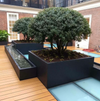 two large black square aluminium garden planters, planted with trees