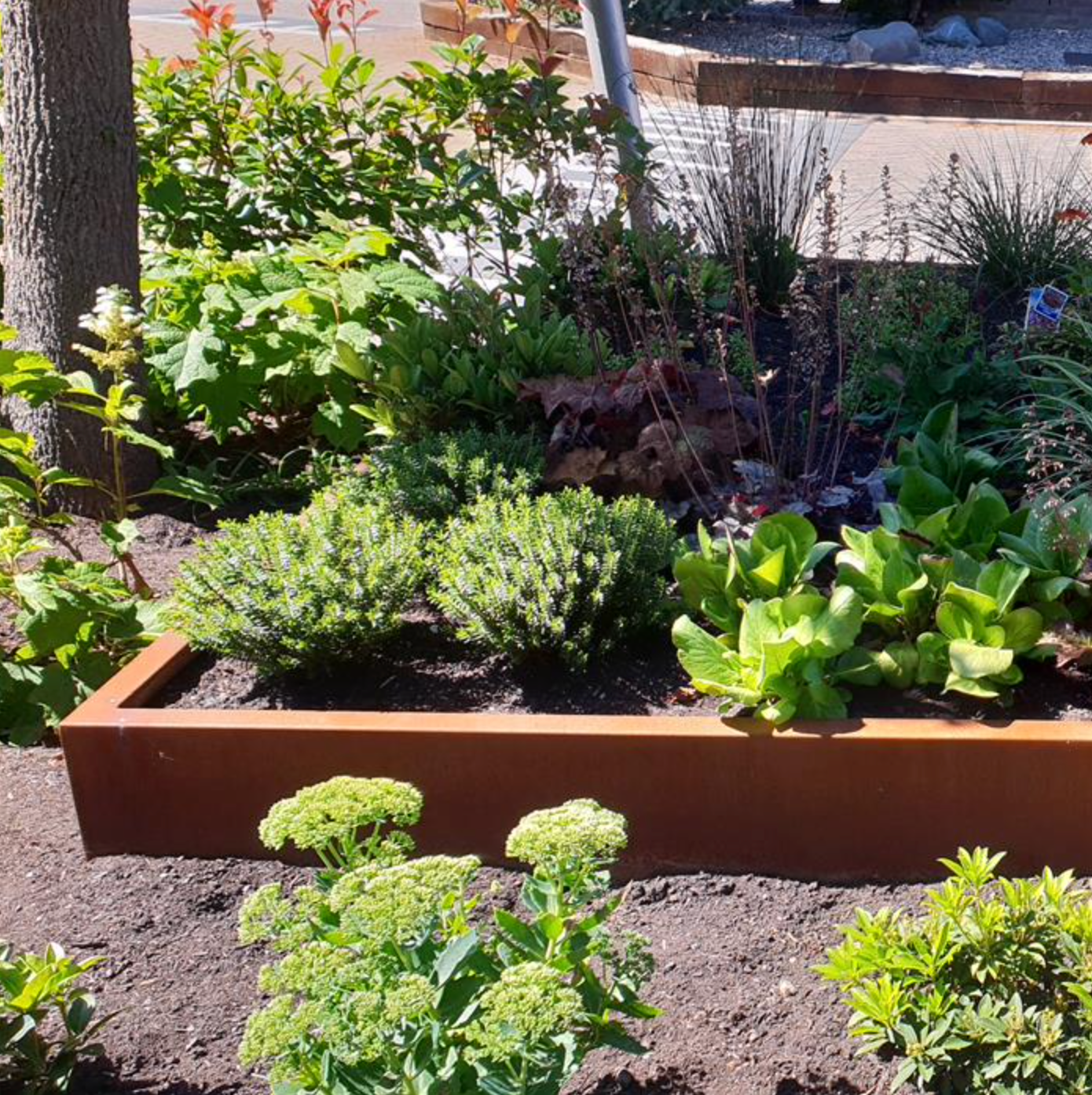 corten retaining wall around vegetable patch