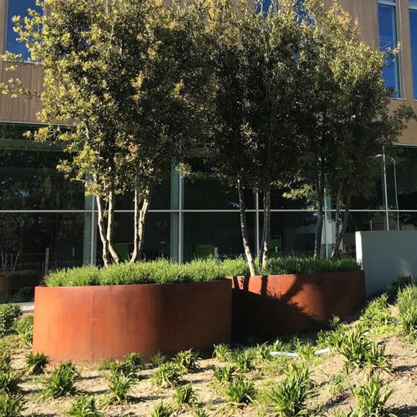 round raised bed made from corten steel, planted with trees